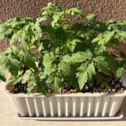 ヒメ日記 2025/06/27 10:00 投稿 まきこ 奥様の実話 梅田店