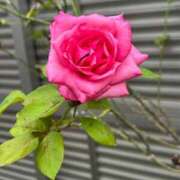 ヒメ日記 2025/07/05 15:15 投稿 まきこ 奥様の実話 梅田店