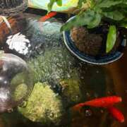 ヒメ日記 2025/08/16 22:05 投稿 まきこ 奥様の実話 梅田店