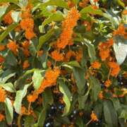 ヒメ日記 2025/11/04 09:00 投稿 まきこ 奥様の実話 梅田店