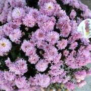 ヒメ日記 2025/11/08 12:15 投稿 まきこ 奥様の実話 梅田店