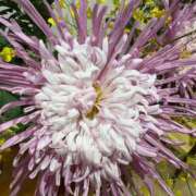 ヒメ日記 2025/11/20 09:20 投稿 まきこ 奥様の実話 梅田店