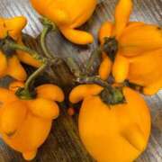 ヒメ日記 2025/11/20 09:55 投稿 まきこ 奥様の実話 梅田店