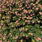 ヒメ日記 2025/11/22 10:51 投稿 まきこ 奥様の実話 梅田店