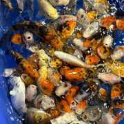 ヒメ日記 2025/11/30 21:20 投稿 まきこ 奥様の実話 梅田店