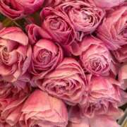 ヒメ日記 2026/03/26 07:30 投稿 まきこ 奥様の実話 梅田店