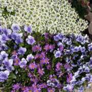 ヒメ日記 2026/04/03 09:15 投稿 まきこ 奥様の実話 梅田店