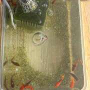 ヒメ日記 2026/04/03 16:22 投稿 まきこ 奥様の実話 梅田店