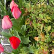 ヒメ日記 2026/04/07 16:36 投稿 まきこ 奥様の実話 梅田店