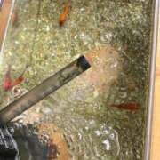 ヒメ日記 2026/04/14 09:15 投稿 まきこ 奥様の実話 梅田店