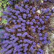 まきこ 駐車場のお花 奥様の実話 梅田店