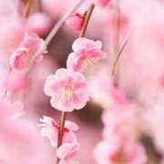 ヒメ日記 2026/03/04 06:12 投稿 上原 あかり HANA-okinawa-