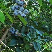 ヒメ日記 2025/08/10 20:08 投稿 さやか 熟女デリヘル秘宝館Z