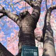 ヒメ日記 2026/03/09 19:44 投稿 さやか 熟女デリヘル秘宝館Z