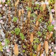 さやか ♡さやかです♡ 熟女デリヘル秘宝館Z