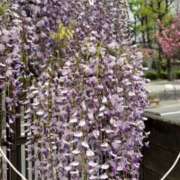 ヒメ日記 2026/04/10 21:30 投稿 さやか 熟女デリヘル秘宝館Z