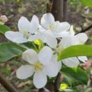 ヒメ日記 2026/04/12 08:42 投稿 えま 熟女の風俗最終章 池袋店