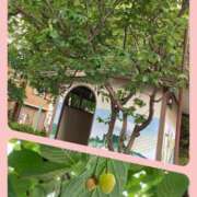 ヒメ日記 2025/05/04 17:37 投稿 はな ストロベリーハウス