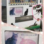 ヒメ日記 2025/05/05 19:52 投稿 はな ストロベリーハウス