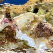 ヒメ日記 2025/05/06 21:44 投稿 はな ストロベリーハウス