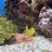 ヒメ日記 2025/05/22 12:35 投稿 はな ストロベリーハウス