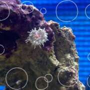 ヒメ日記 2025/05/28 10:28 投稿 はな ストロベリーハウス