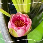 ヒメ日記 2025/05/28 17:08 投稿 はな ストロベリーハウス