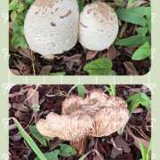 はな キノコ ストロベリーハウス