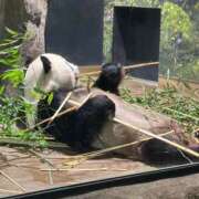 ヒメ日記 2026/01/26 23:00 投稿 美音 パイセン