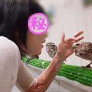 ヒメ日記 2025/06/04 08:56 投稿 橘ゆうき 五十路マダムエクスプレス豊橋店（カサブランカグループ）