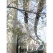 ヒメ日記 2026/04/08 12:08 投稿 月城まりん ZERO