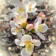 ヒメ日記 2025/03/20 19:37 投稿 はな 完熟ばなな札幌・すすきの