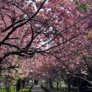 ヒメ日記 2025/05/13 15:29 投稿 はな 完熟ばなな札幌・すすきの