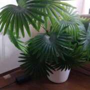 ヒメ日記 2025/07/03 09:12 投稿 いちか 人妻美人館