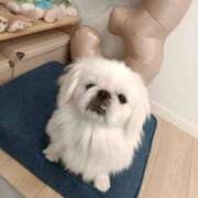 ヒメ日記 2025/11/11 18:16 投稿 いちか 人妻美人館