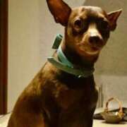 ヒメ日記 2025/12/06 02:38 投稿 いちか 人妻美人館