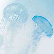 ヒメ日記 2025/08/28 12:43 投稿 ゆうか 西川口マーメイド