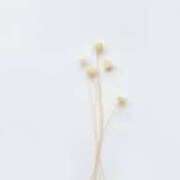 ヒメ日記 2025/07/26 15:31 投稿 佳奈(かな) グランドオペラ福岡