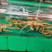 ヒメ日記 2025/03/29 07:18 投稿 雪乃あかね サクラ（すすきの）