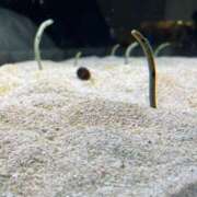 ヒメ日記 2025/09/14 14:12 投稿 雪乃あかね サクラ（すすきの）