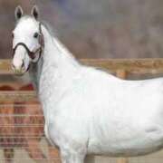 ヒメ日記 2025/11/03 09:33 投稿 雪乃あかね サクラ（すすきの）