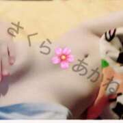 ヒメ日記 2025/11/27 12:48 投稿 雪乃あかね サクラ（すすきの）