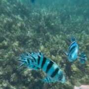 ヒメ日記 2026/01/11 13:03 投稿 雪乃あかね サクラ（すすきの）