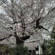 ヒメ日記 2025/04/08 17:50 投稿 札幌ミコト 東京★出張マッサージ委員会Z