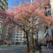 札幌ミコト 昨日見た桜 東京★出張マッサージ委員会Z