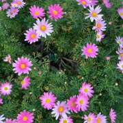 ヒメ日記 2026/03/22 18:40 投稿 つむぎ 変態プレイ専門店 マニアック女人館 本館