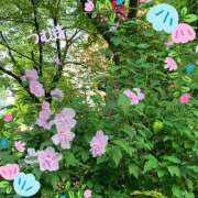 ヒメ日記 2026/07/20 11:04 投稿 つむぎ 変態プレイ専門店 マニアック女人館 本館