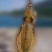 ヒメ日記 2025/08/31 09:47 投稿 あい 岐阜岐南各務原ちゃんこ