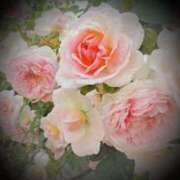 ヒメ日記 2025/05/25 21:16 投稿 山科るみ 五十路マダム愛されたい熟女たち 福山店(カサブランカグループ)