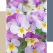 ヒメ日記 2025/12/30 02:46 投稿 山科るみ 五十路マダム愛されたい熟女たち 福山店(カサブランカグループ)